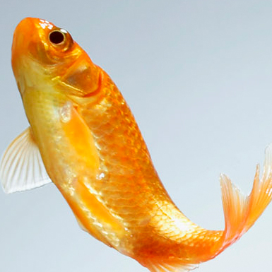 Gold Commom Goldfish