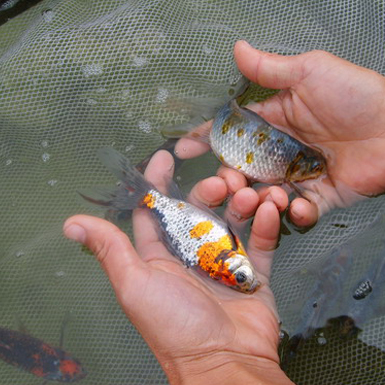 tri-colour common goldfish