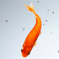 Red Commom Goldfish
