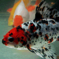 Calico Commom Goldfish