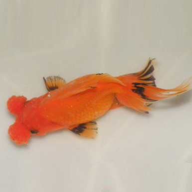 Red Oranda with pompons