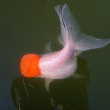 White egg-fish with red cap Oranda and phoenix tail